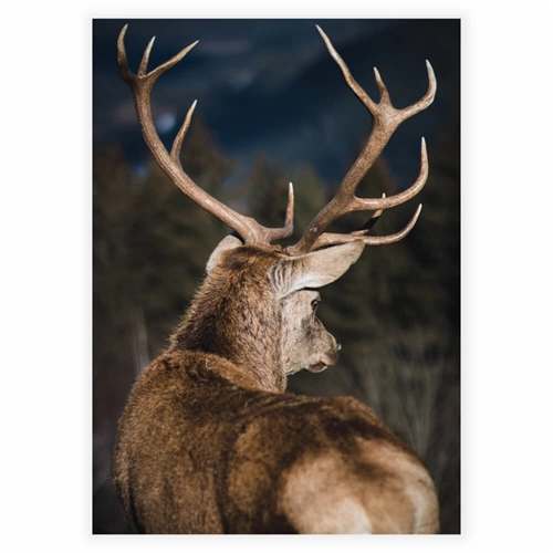 Plakat med et nærbillede af en hjort bagfra 