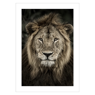 Plakat med et nærbillede af en løve protræt 