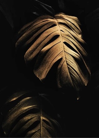 Golden Monstera leaves - Plakat