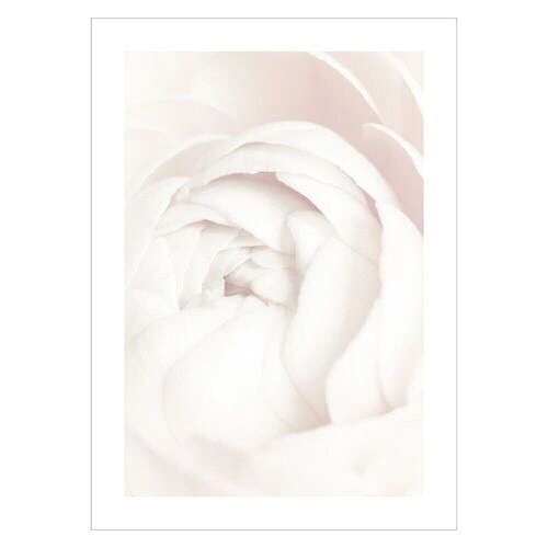 Plakat med hvid rose