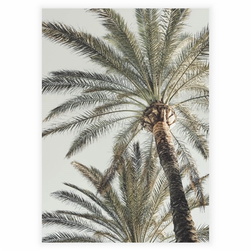 natur plakat med palmer - bolig plakat
