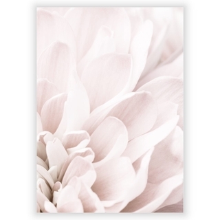 Plakat med Chrysanthemum 4
