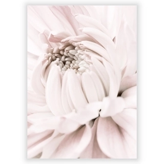 Plakat med Chrysanthemum 5