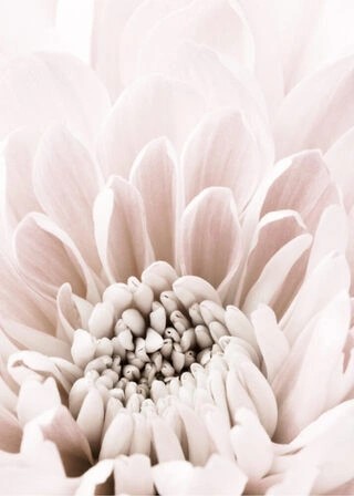 Plakat - Chrysanthemum 6