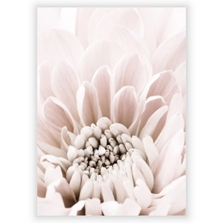 Plakat med Chrysanthemum 6