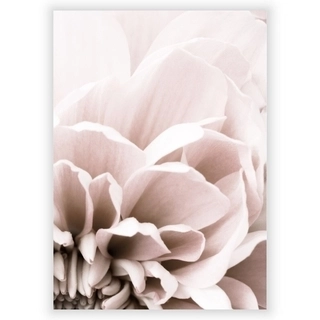 Plakat med Chrysanthemum 7