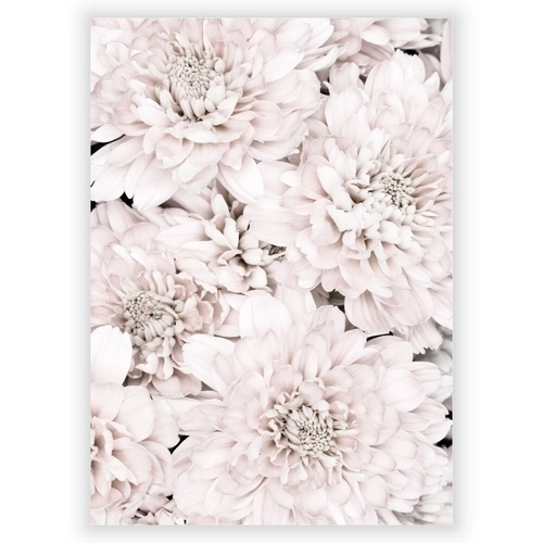 Plakat med Chrysanthemum 8