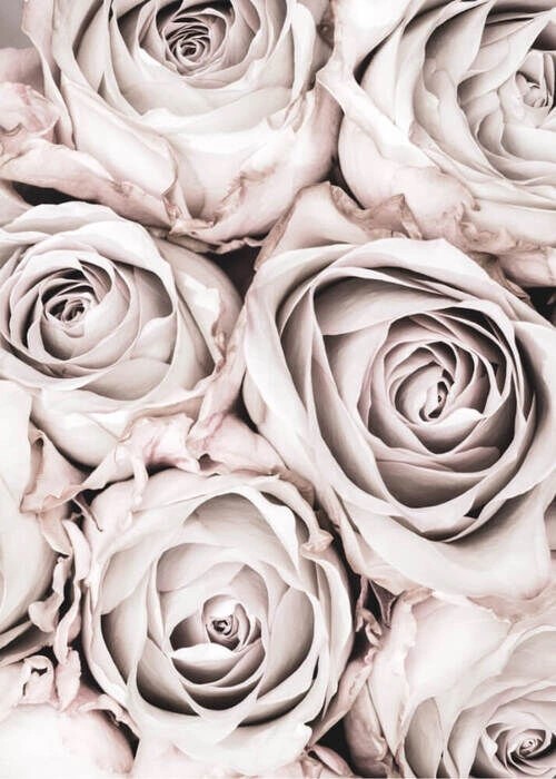 Plakat - Grey Roses