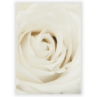Plakat - Hvid Rose