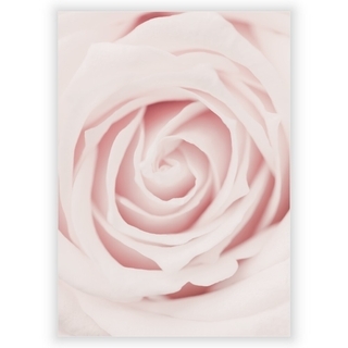 Plakat med Pink rose 2