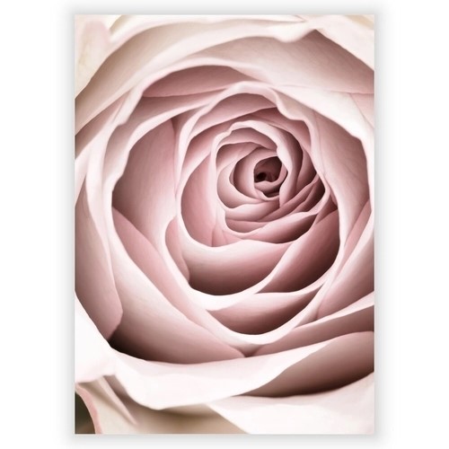 Plakat med Pink rose 3