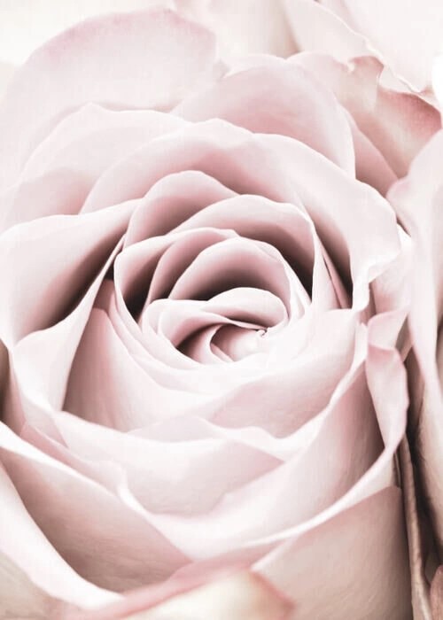 Plakat - Pink rose 4