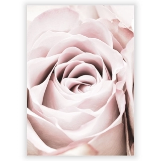 Plakat - Pink rose 4