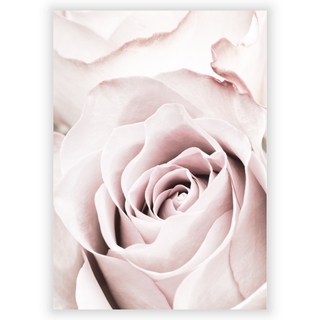 Plakat med Pink rose 5