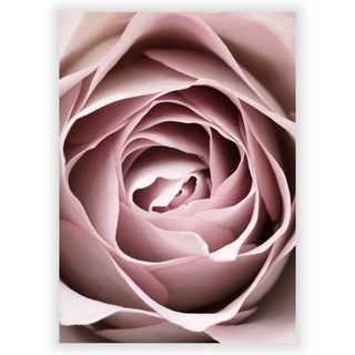 Plakat med Pink rose 6
