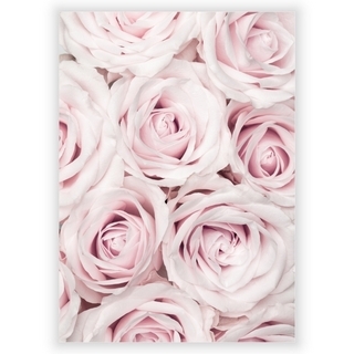 Plakat med Pink roses 1