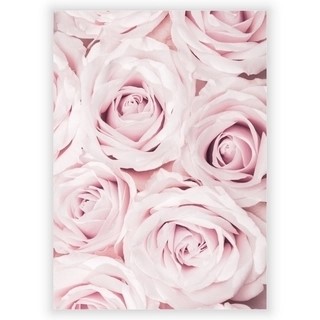 Plakat med Pink roses 2