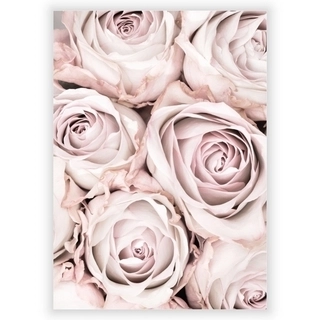 Plakat med Pink roses 3