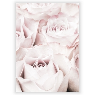 Plakat med Pink roses 4