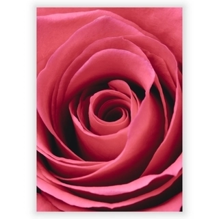Plakat med Red rose