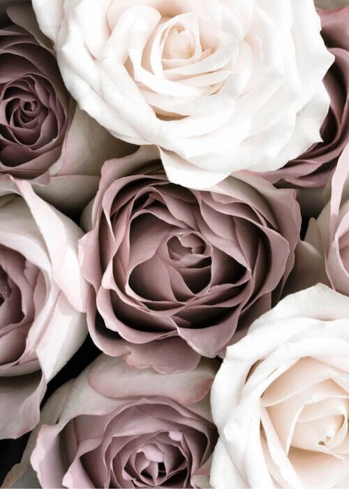 Plakat - Roses 1