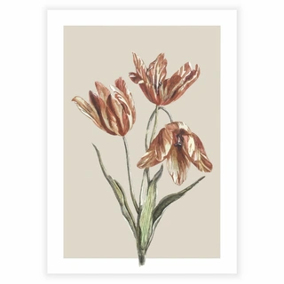 Tulipaner - Plakat