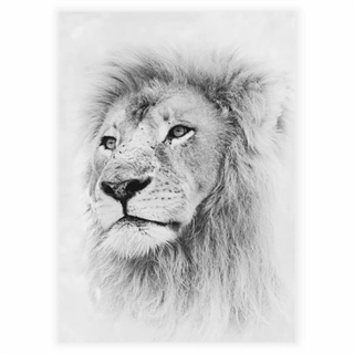 Plakat - Wild lion