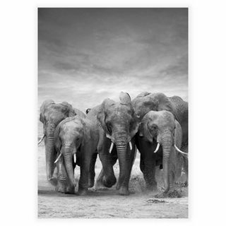 Plakat - Elefanter i flok