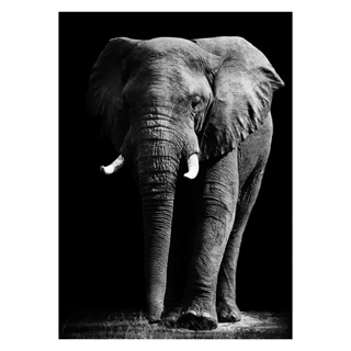 Plakat med elefant i sort/hvid