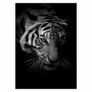 Plakat med tiger i sort/hvid
