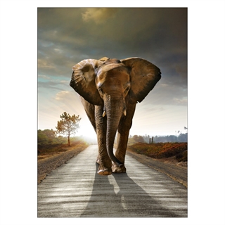 Plakat med en elefant på vejen