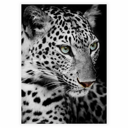 Plakat af Leopard med smukke grønne øjne