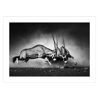 Plakat med Oryx
