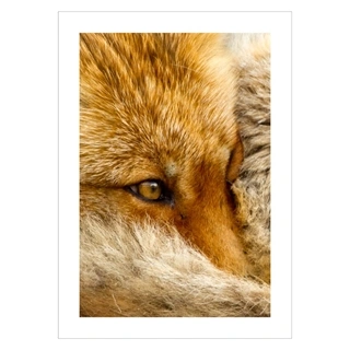 Plakat med et nærfoto af en ræv