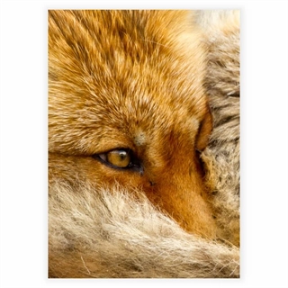 Plakat med ræv