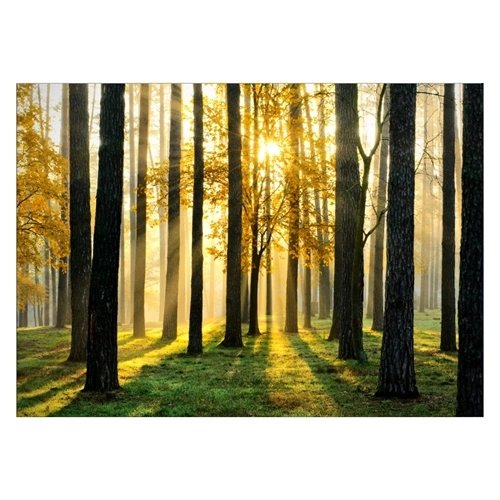 Plakat med udsigt til en smuk efterårs skov