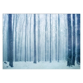 Plakat - skov vinter