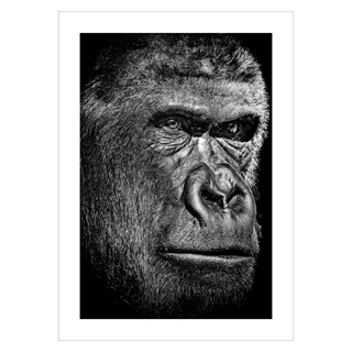 plakat med en Chimpanse ansigt