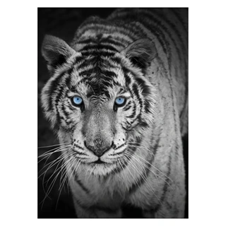 Plakat - Tiger med blå øjne