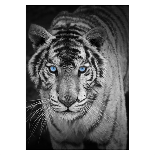 Plakat med den sejeste tiger med blå øjne