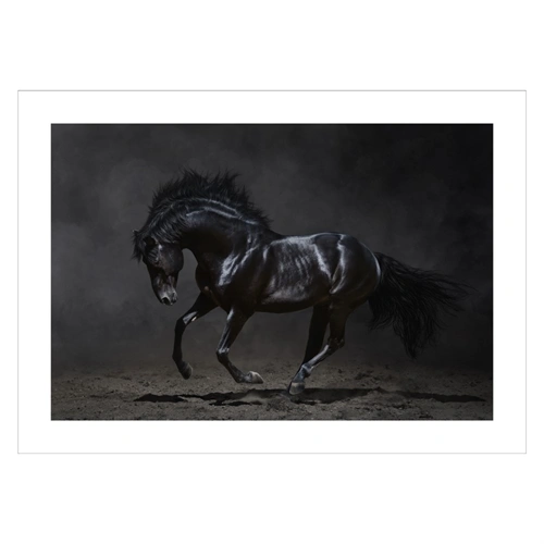 Plakat med sort hest