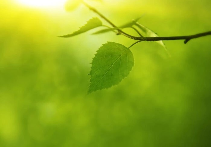 Plakat af natur i den smukkeste grønne farve