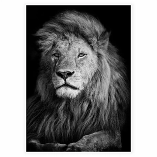 Plakat - Liggende Løve