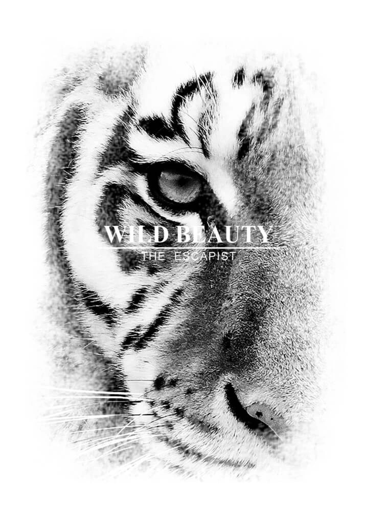 Plakat med nærbillede af tiger med tekst wild beauty