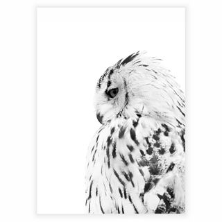 Plakat - The owl