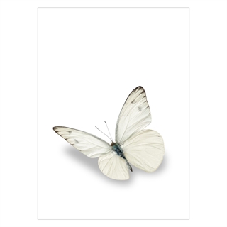 Plakat med hvid sommerfugl med skygge
