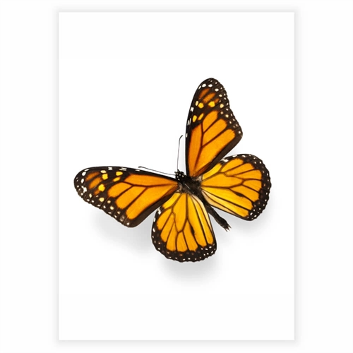 Plakat med billede af orange sommerfugl