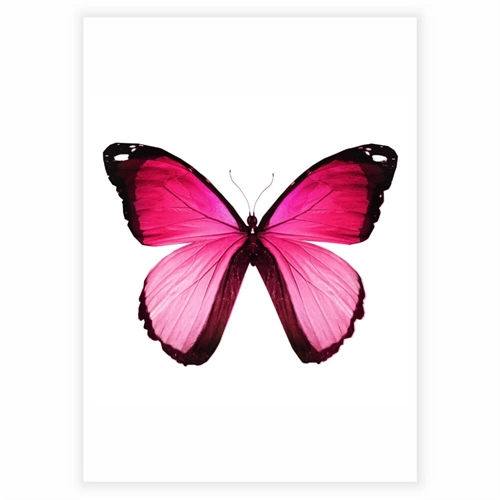 Plakat med smuk sommerfugl i pink og lyserøde nuancer