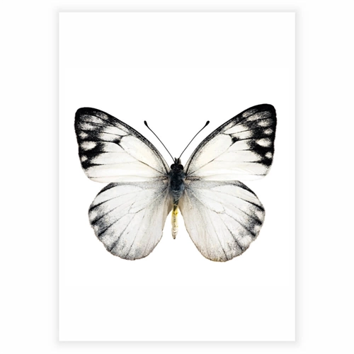 Plakat med smuk hvid og sort sommerfugl