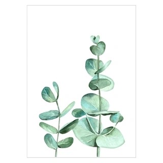 Plakat med eucalyptus gren